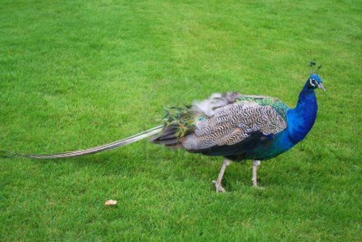 Lawn Care in Plano, TX: Peer Pressure Beautifies Homes’ Front Yards