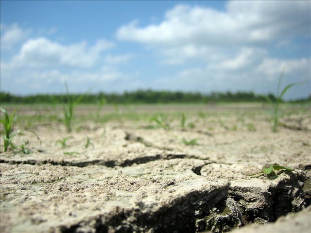 Lawn Dried Out